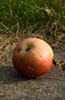 Produktfotografie Äpfel